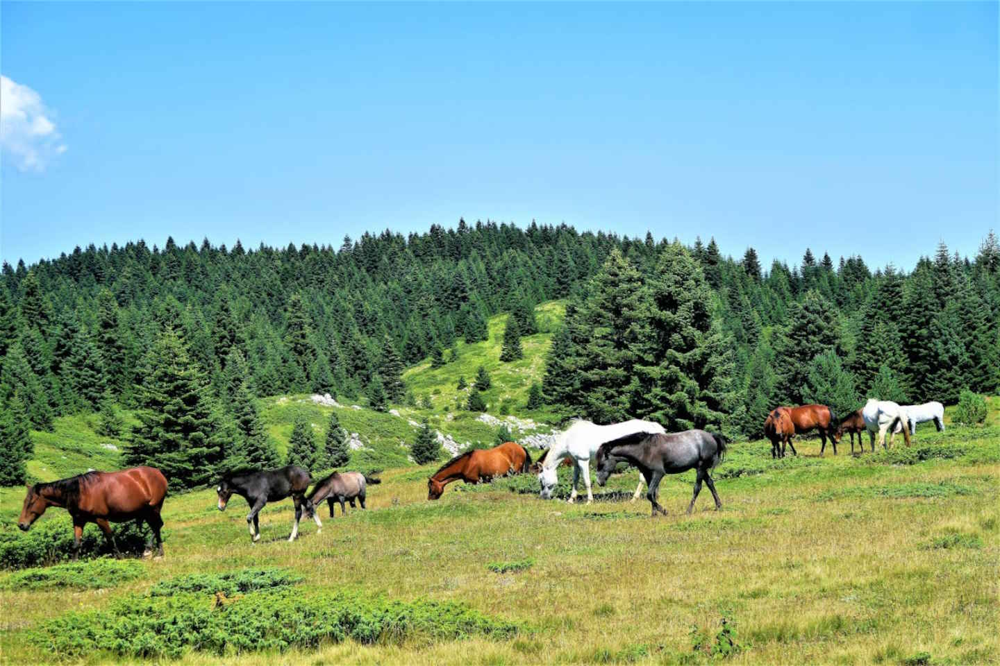 Новости Казахстана / Общество в Казахстане / В Западном Казахстане спасли от паводков табун лошадей 
