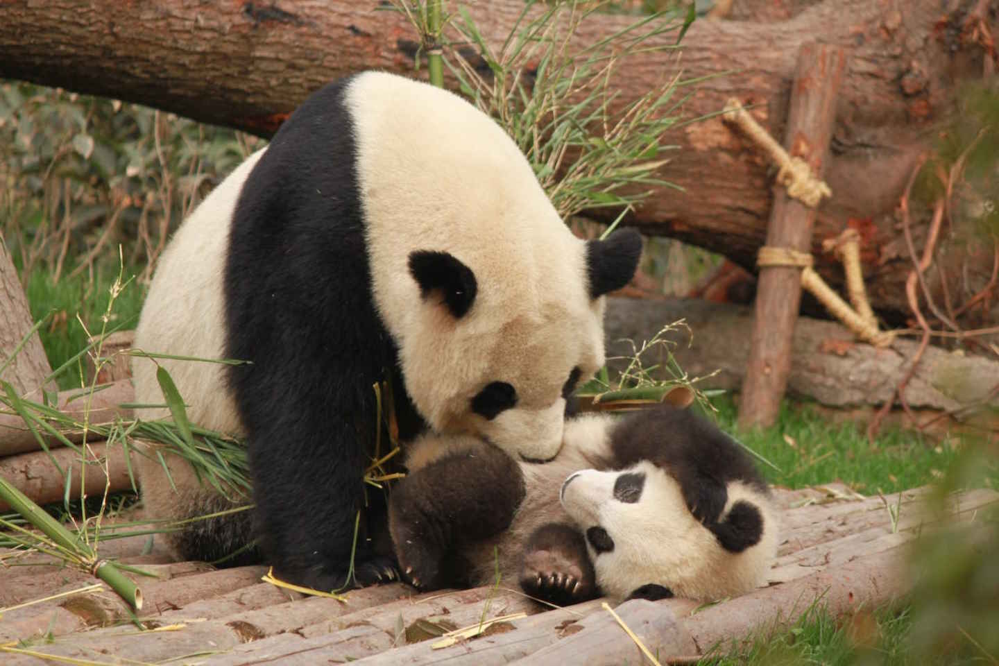 Новости мира / Интересные новости / В Московском зоопарке выбрали имя детенышу панды