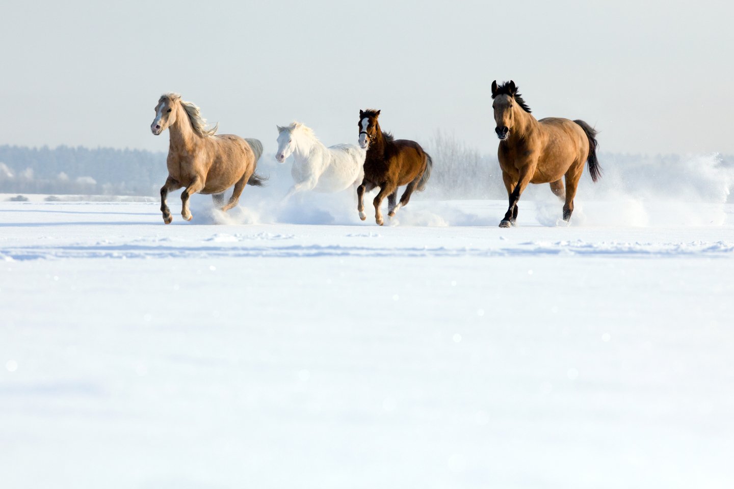Усть-Каменогорск и ВКО / Как занесенных снегом и отрезанных от корма коней в Кокпектинском районе спасали