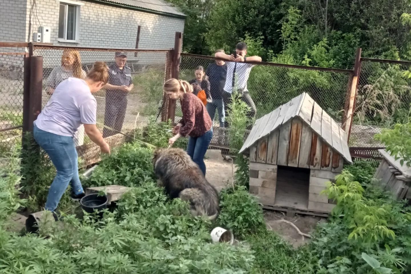 Усть-Каменогорск и ВКО / Усть-Каменогорск / Рейды в Усть-Каменогорске: семь собак чипированы, четыре стерилизованы