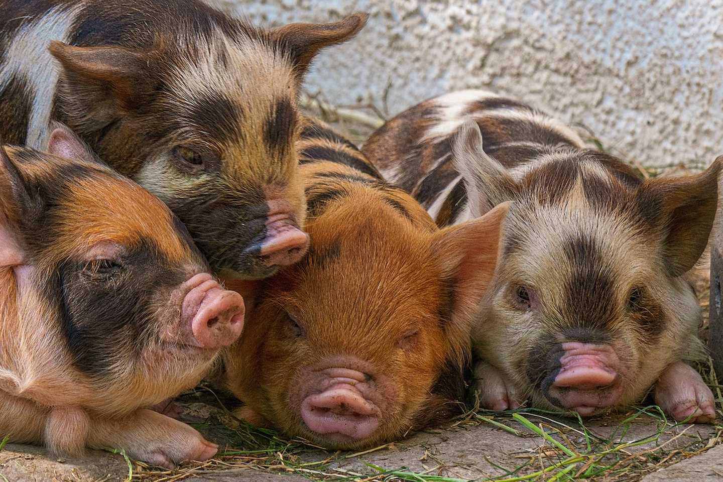 Новости мира / Интересные новости / Беларусь будет наращивать производство свинины Новости мира / Интересные новости / Беларусь будет наращивать производство свинины