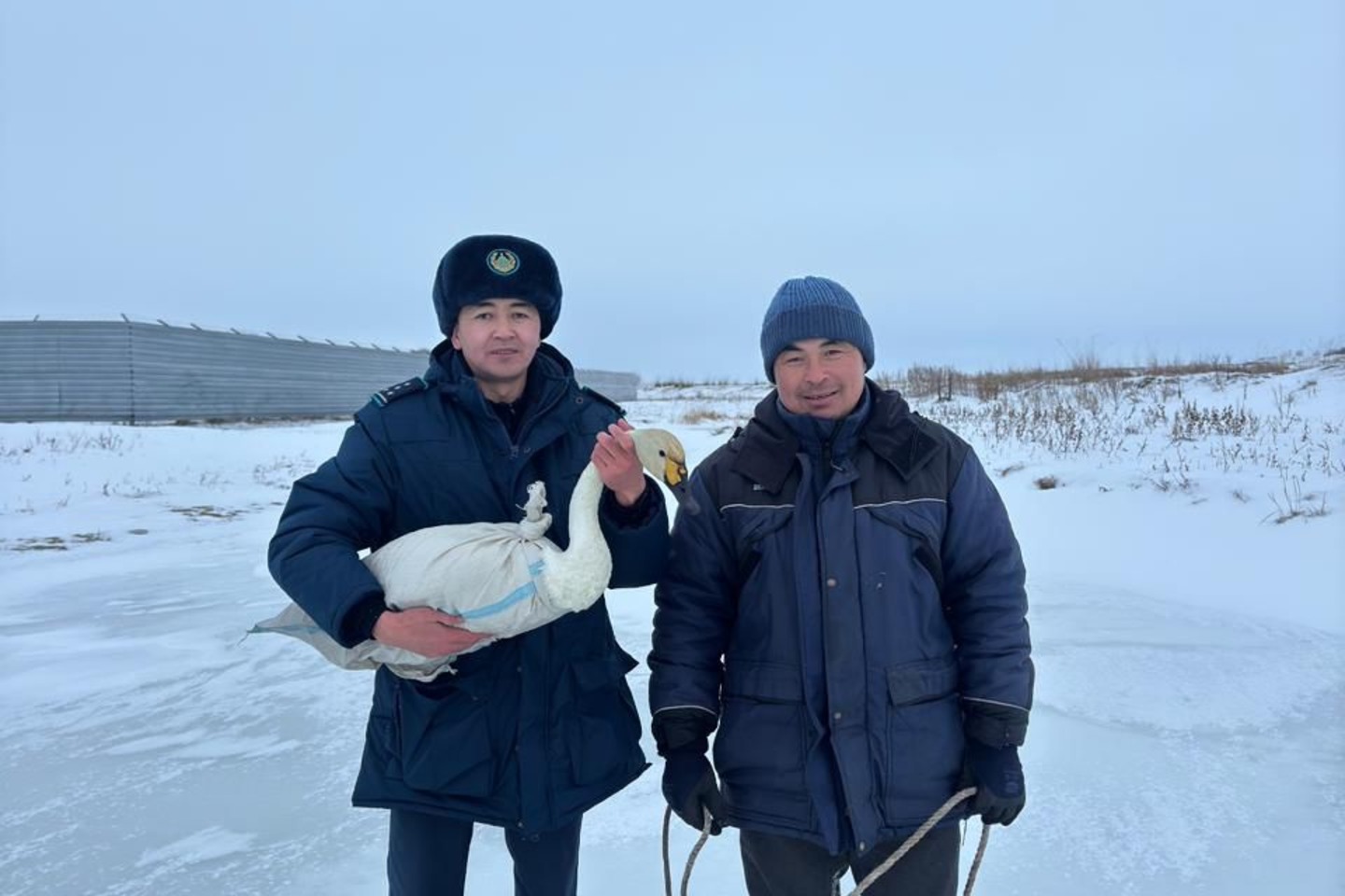 Усть-Каменогорск и ВКО / Касыма Кайсенова (Уланский р-он) / ШҚО-да ауыл тұрғыны мен полицей жаралы аққуды құтқарды 