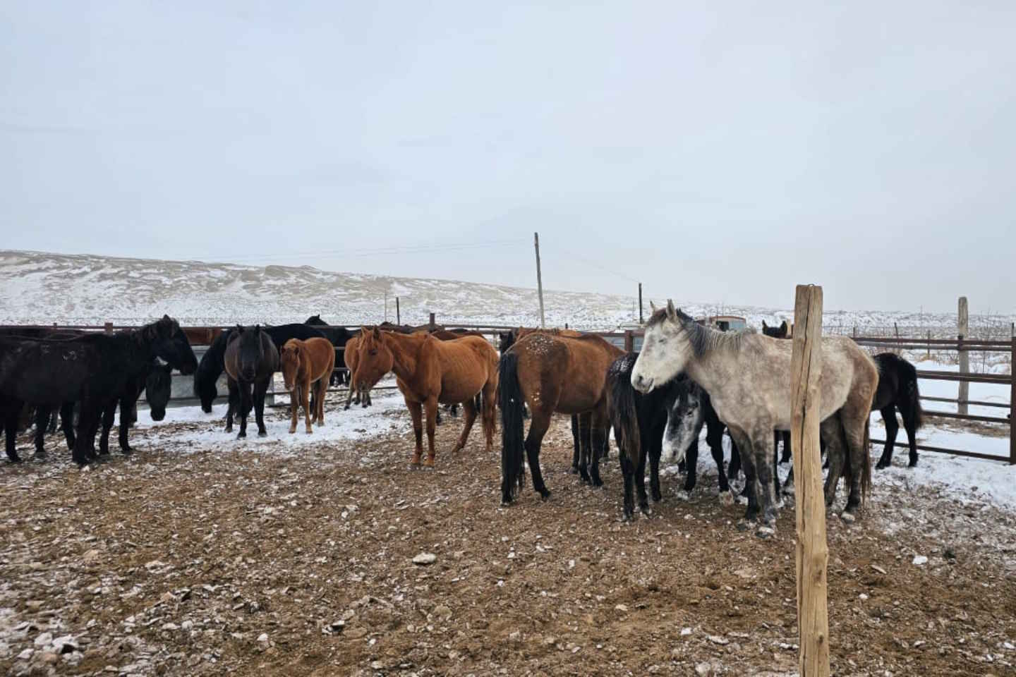 Новости Казахстана / Общество в Казахстане / Минюстиции РК запатентовало Адайскую лошадь, как новый национальный бренд