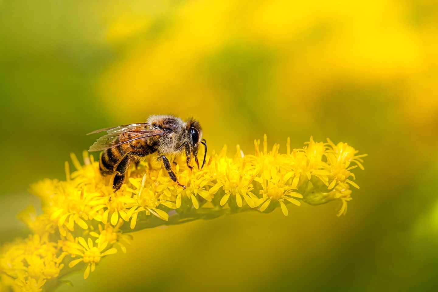 Усть-Каменогорск и ВКО / Исследователи из Германии нашли новый вид пчел в Восточном Казахстане Усть-Каменогорск и ВКО / Исследователи из Германии нашли новый вид пчел в Восточном Казахстане