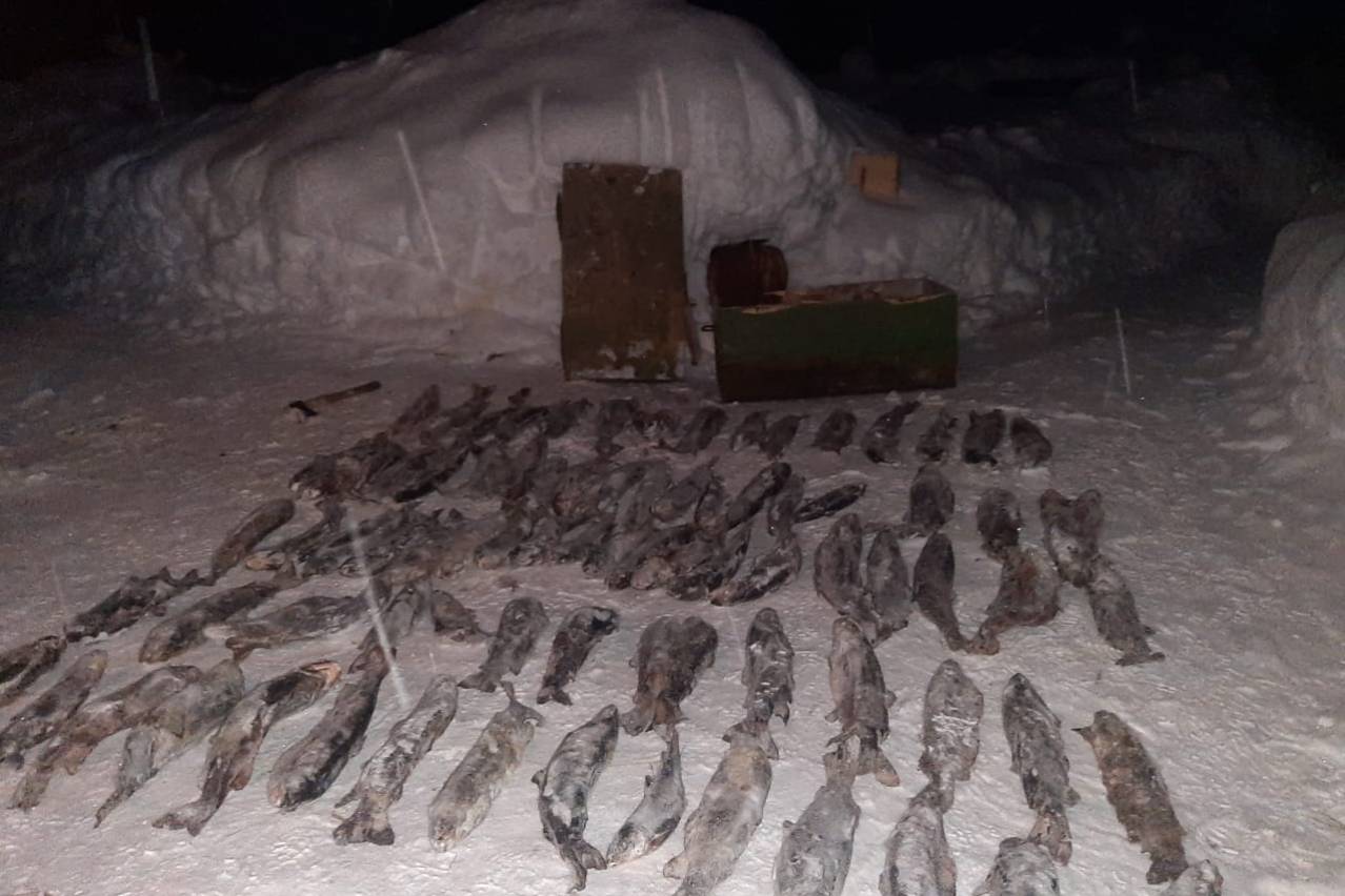 Происшествия в Казахстане и мире / Около 130 килограммов рыбы выловил браконьер из Курчумского района