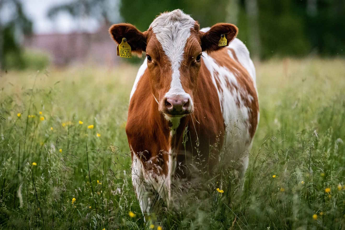 Новости мира / Интересные новости / Ученые вывели коров, дающих инсулиновое молоко