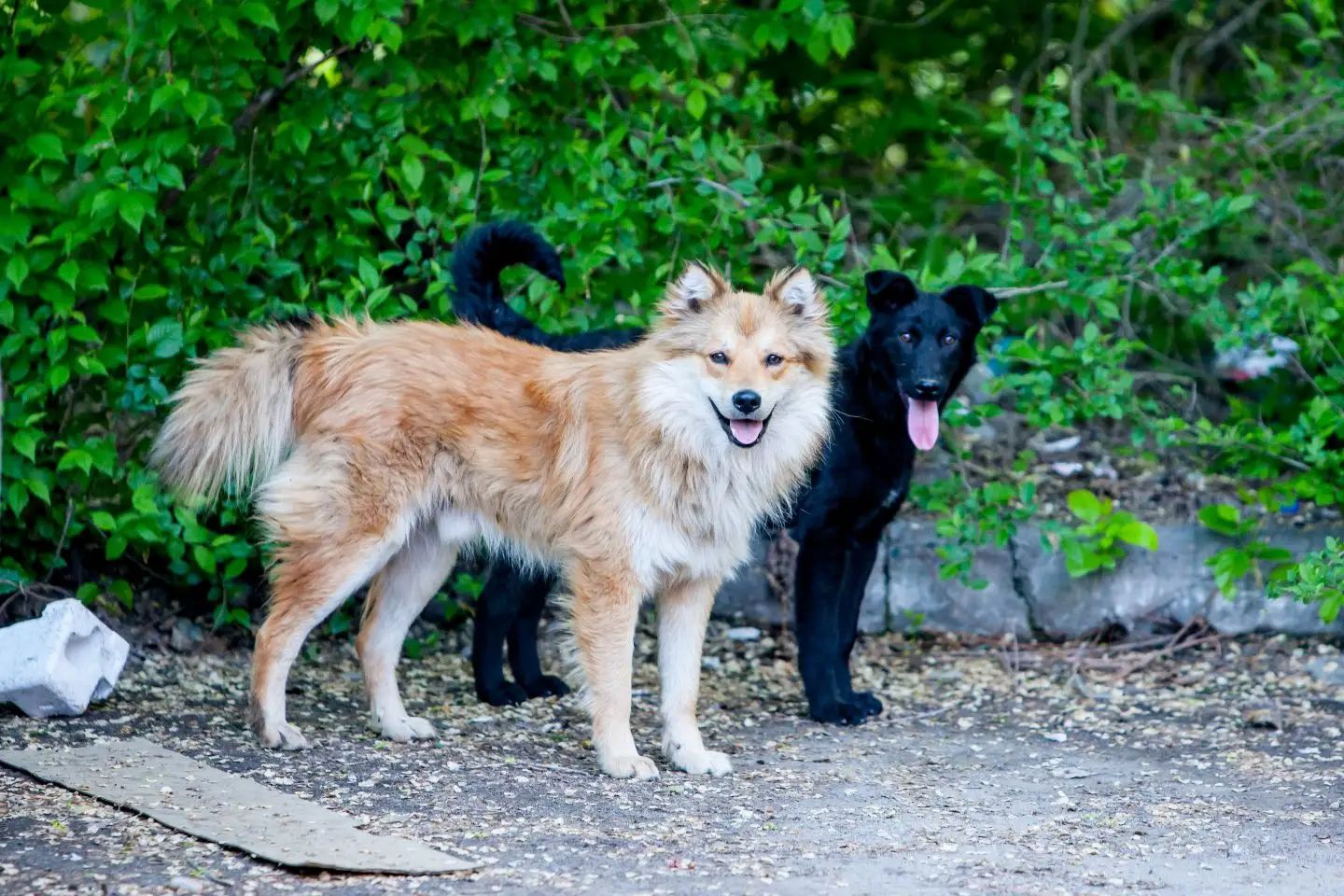 Усть-Каменогорск и ВКО / Усть-Каменогорск / Допсредства на стерилизацию бездомных животных выделили в Усть-Каменогорске