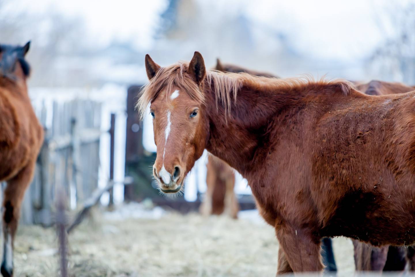 Новости Казахстана / Общество в Казахстане / Казахстанец застрелил четырех лошадей, которые забрели в его сад