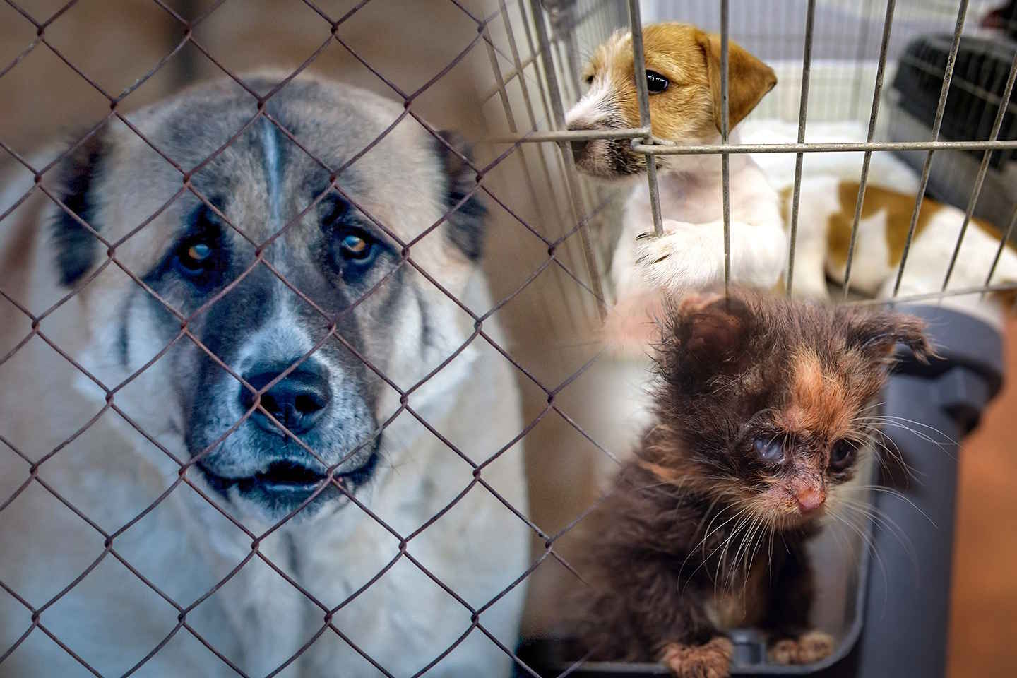 Усть-Каменогорск и ВКО / Безнадега.dog: почему в ВКО все еще нет госприюта для бездомных животных