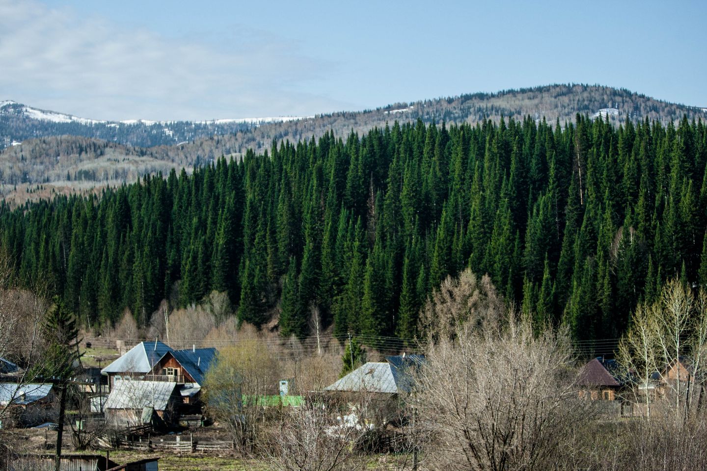 Усть-Каменогорск и ВКО / Лесные угодья в ВКО сдадут в аренду