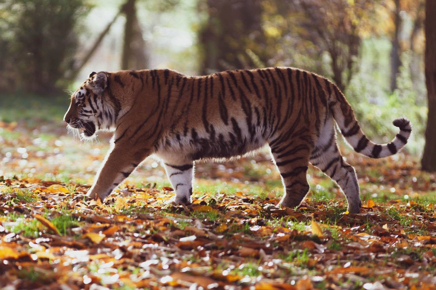 Новости мира / Интересные новости / В Казахстане в скором времени появятся амурские тигры