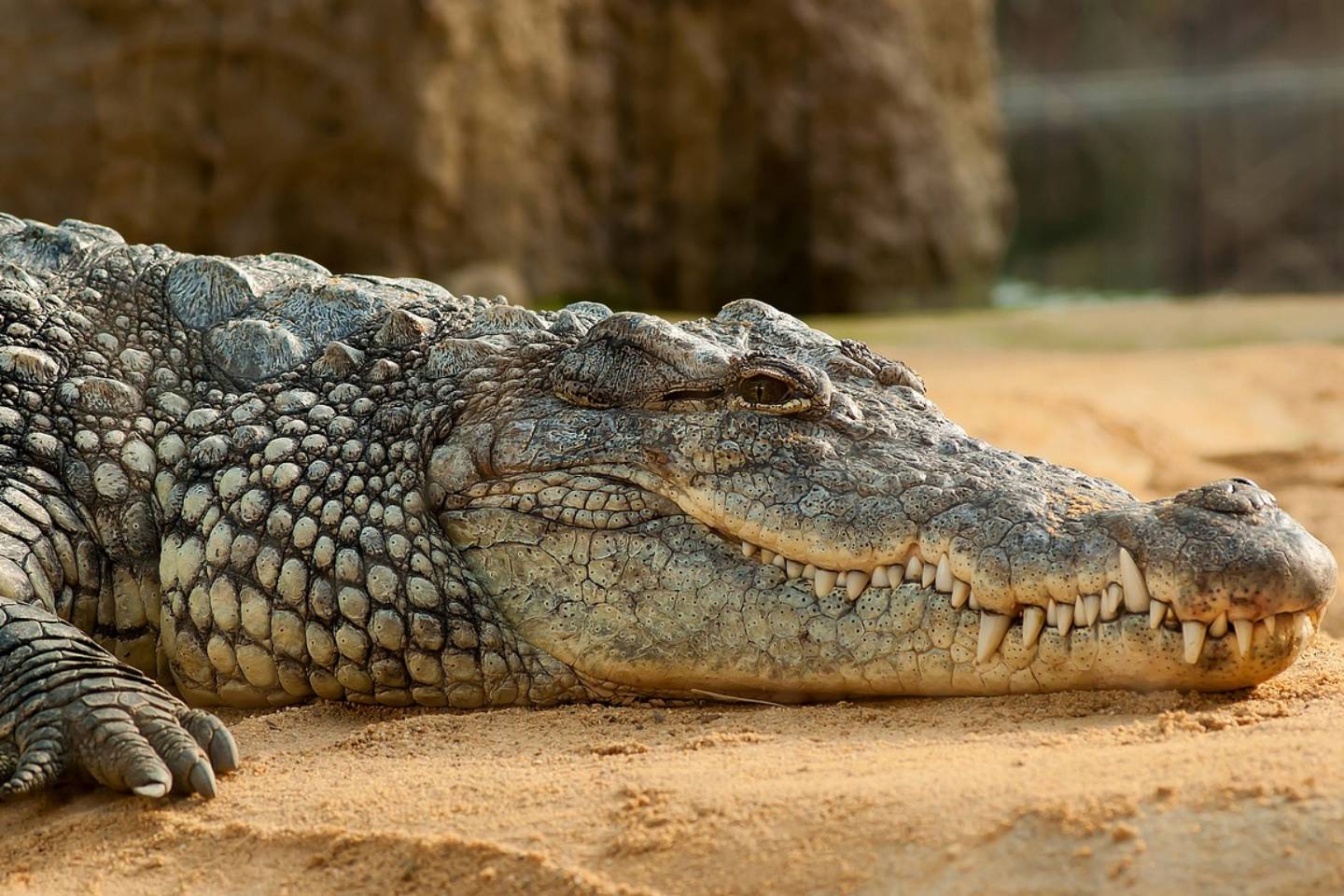Новости мира / Интересные новости / В одном из регионов Китая ищут нескольких крокодилов