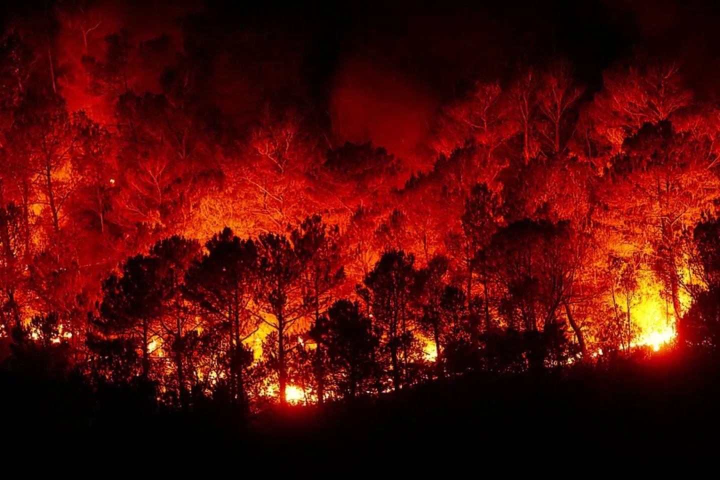 Происшествия в Казахстане и мире / Лесные пожары удалось остановить во Франции