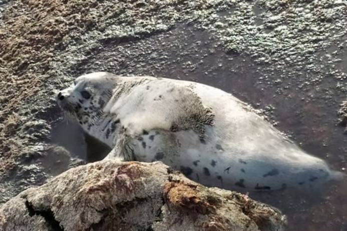 Происшествия в Казахстане и мире / Каспийского тюлененка спасли ветеринары Актау