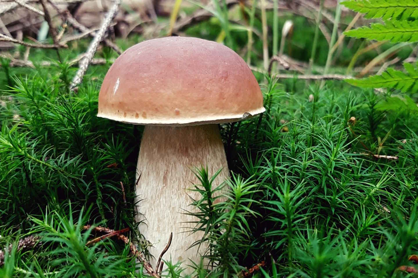 Новости мира / Интересные новости / В России вводят уголовную ответственность за сбор редких грибов