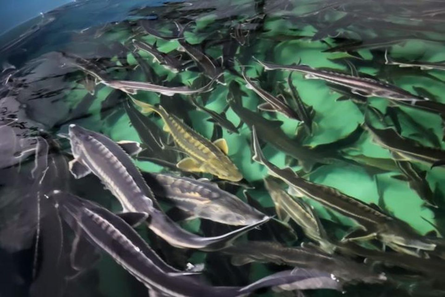 Новости Казахстана / Инвестиции в 200 млн тенге дали жизнь новому рыбному хозяйству в Костанае Новости Казахстана / Инвестиции в 200 млн тенге дали жизнь новому рыбному хозяйству в Костанае