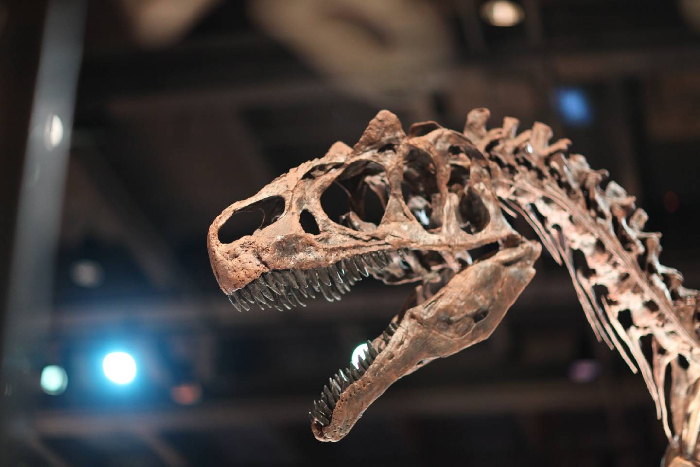 Новости мира / Интересные новости / В Швейцарии на аукцион выставят скелет тираннозавра