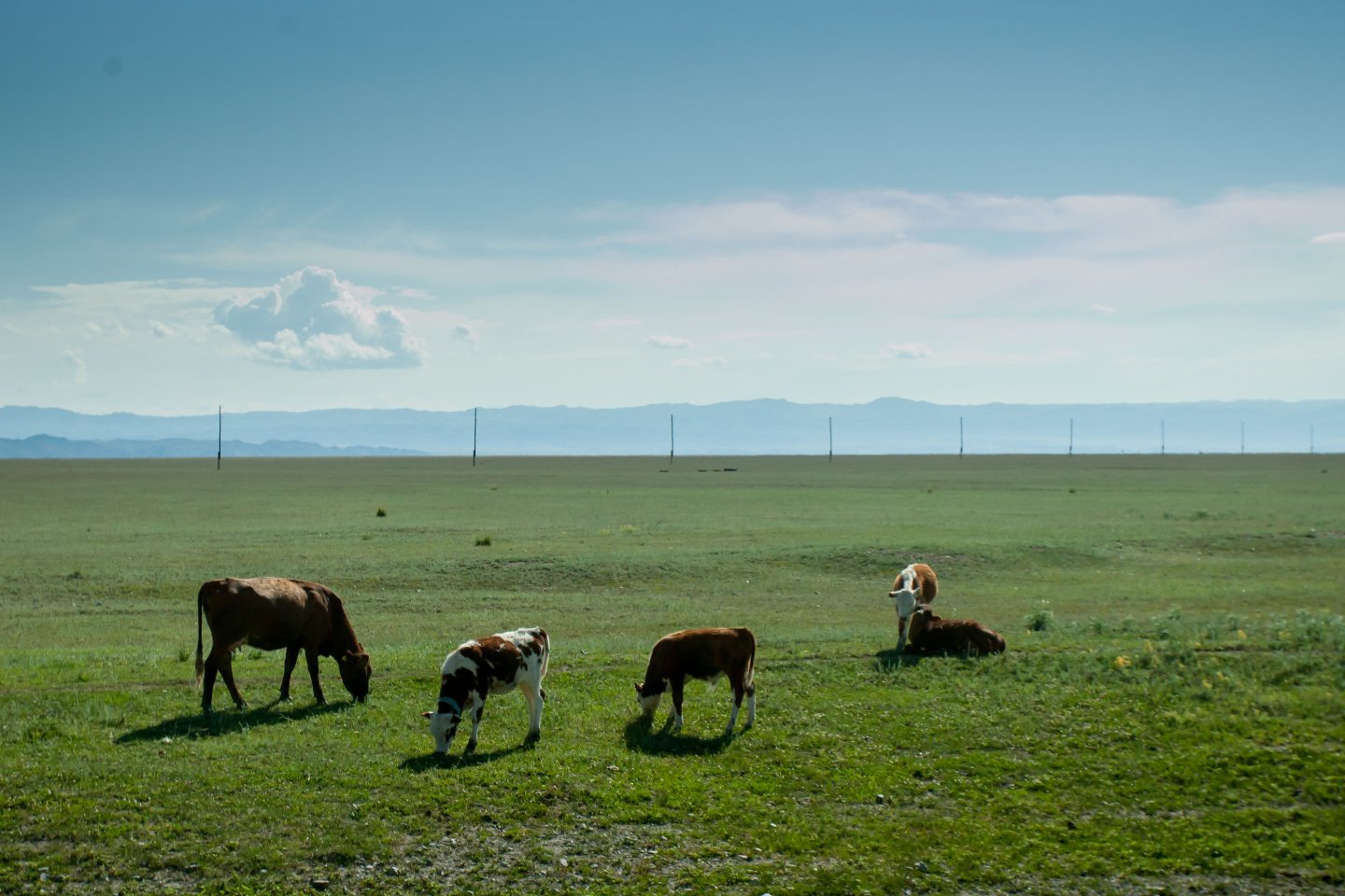 Новости Казахстана / Общество в Казахстане / Дефицит пастбищ для выпаса скота в РК создан искусственно