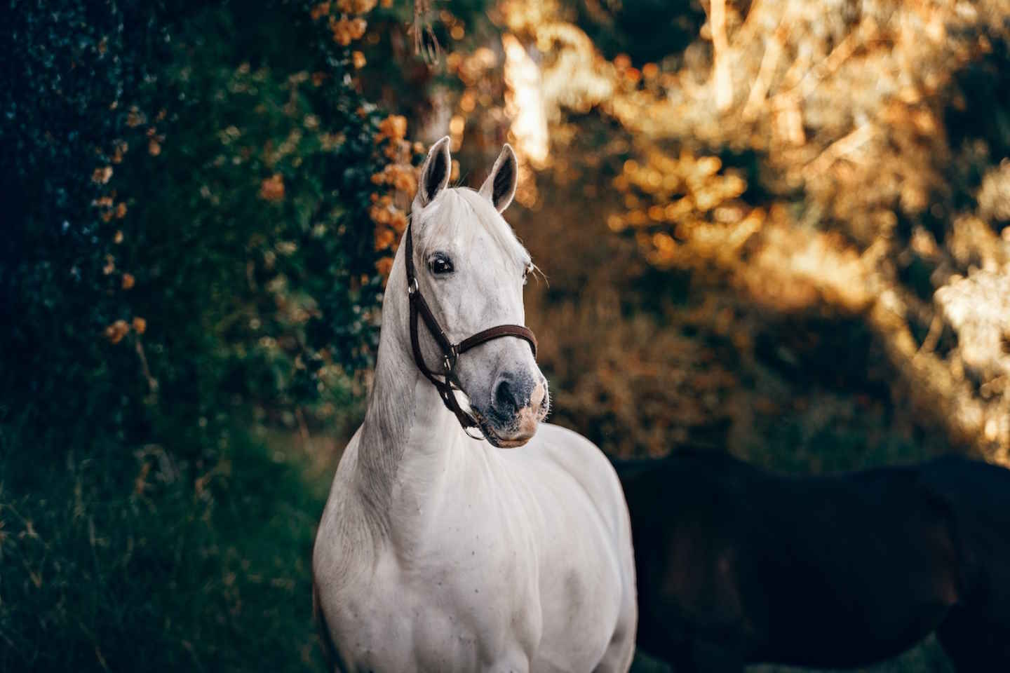 Происшествия в Казахстане и мире / Шымкентца оштрафовали за издевательство над лошадью