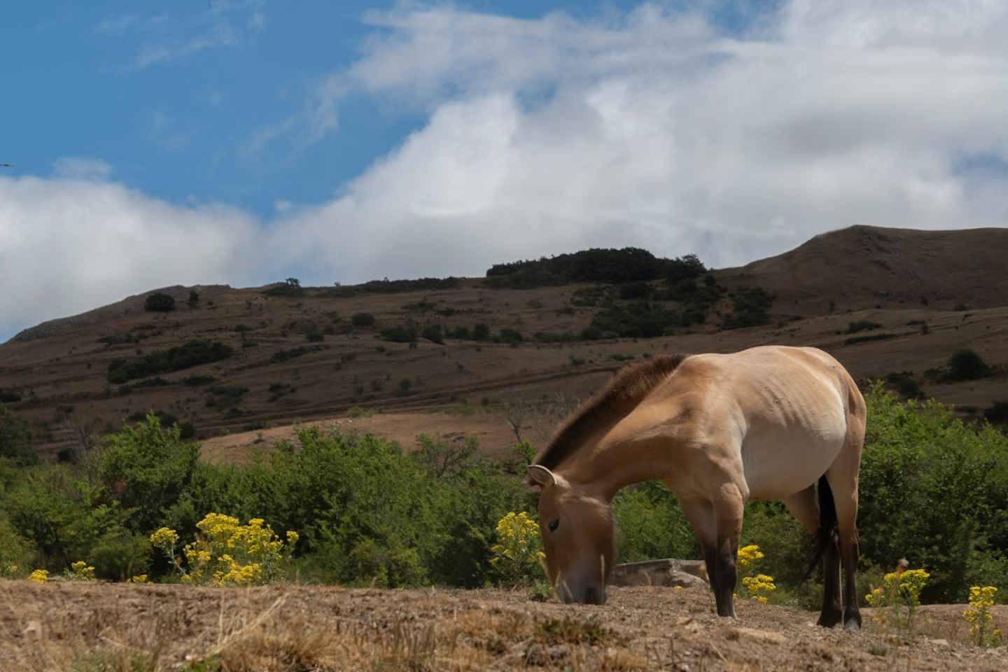 Новости Казахстана / Общество в Казахстане / Казахстан начинает программу реинтродукции лошадей Пржевальского
