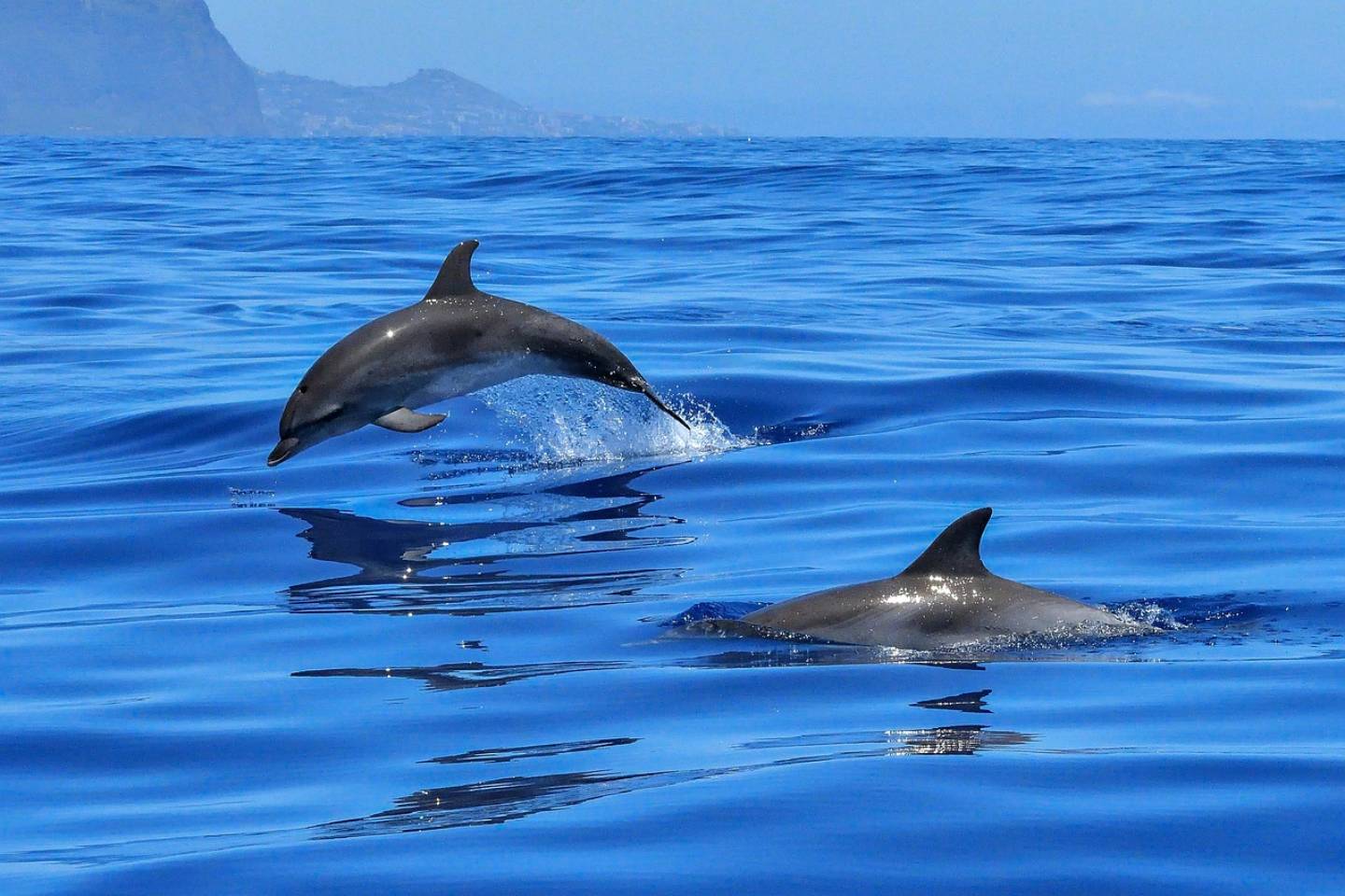 Новости мира / Интересные новости / Дельфины напали на двух мужчин в Японии