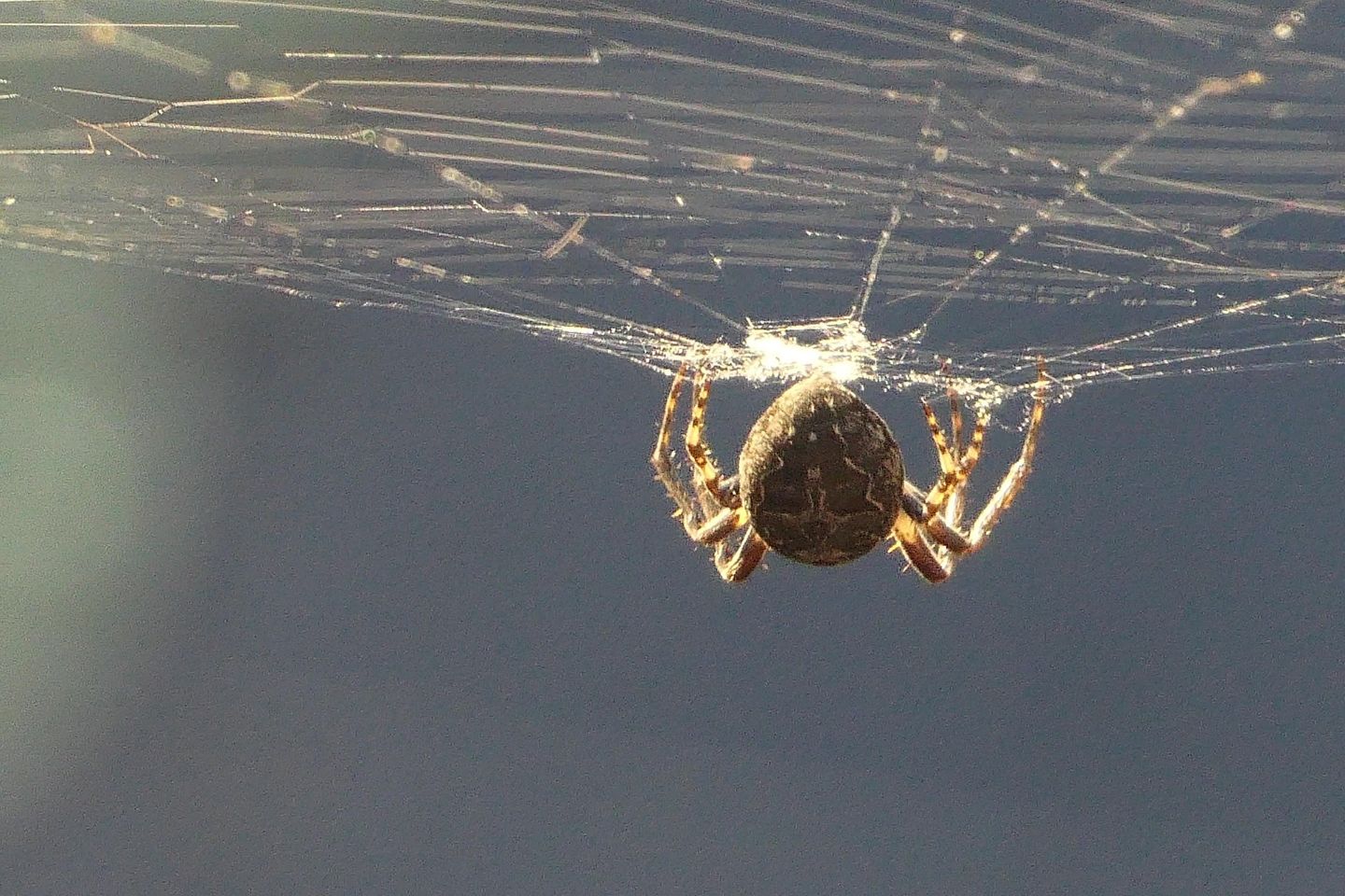 Новости мира / Ученые нашли в пещере крупнейшую паутину площадью более 100 квадратных метров Новости мира / Ученые нашли в пещере крупнейшую паутину площадью более 100 квадратных метров