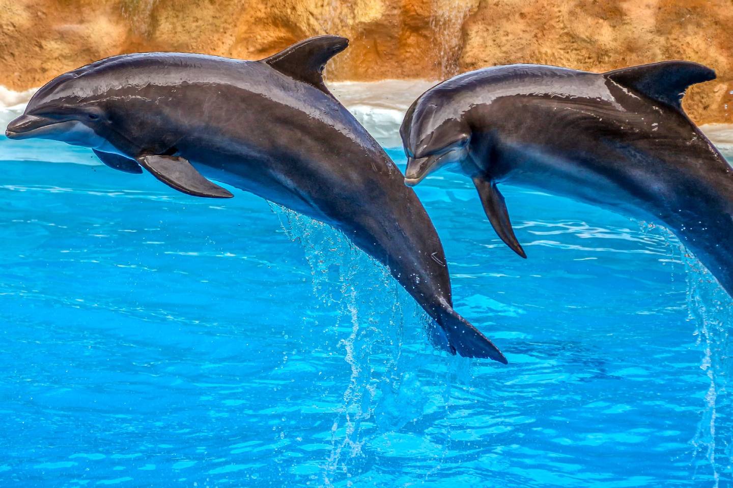 Новости мира / Интересные новости / 200 черных дельфинов выбросились на берег в Австралии