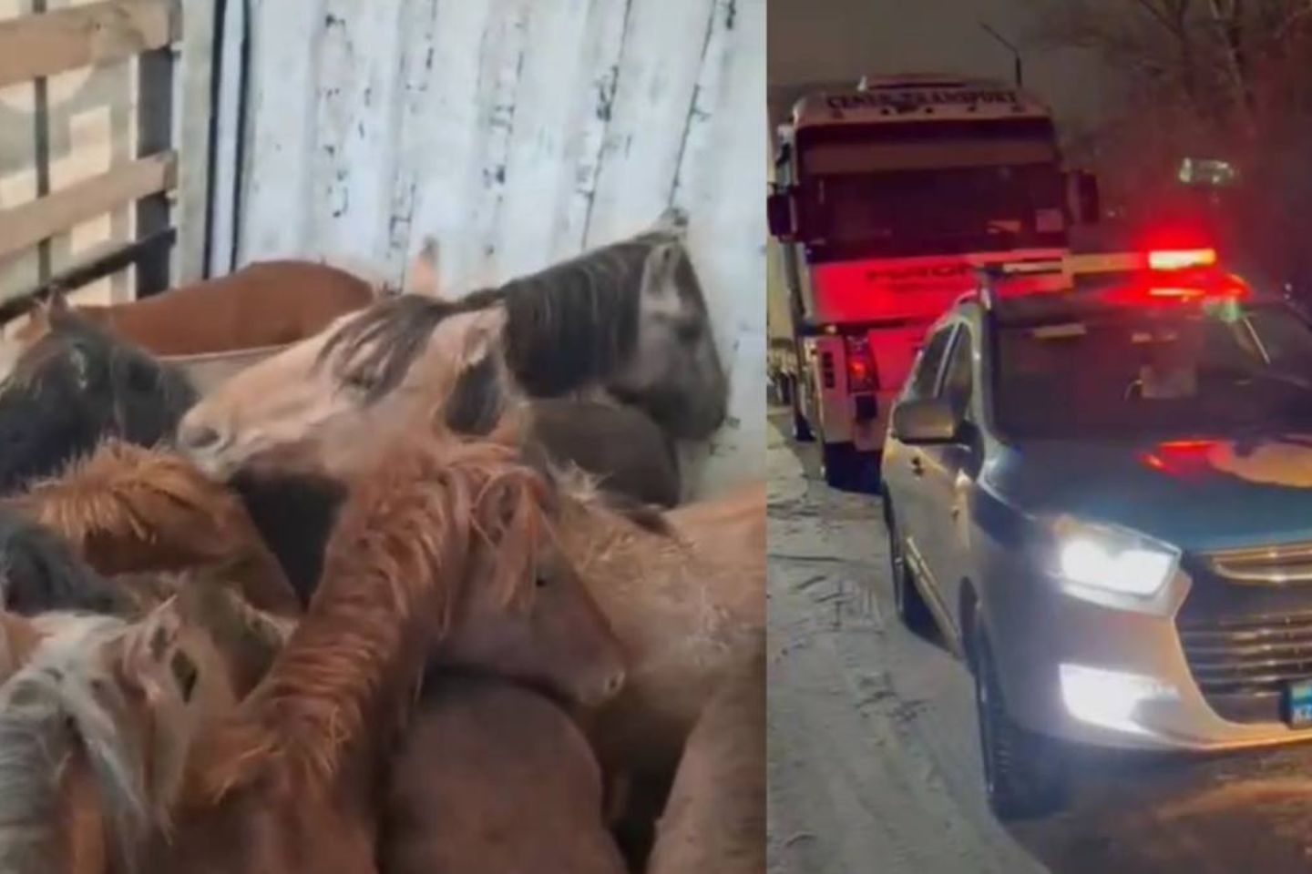 Новости Казахстана / В Карагандинской области задержан КамАЗ с похищенными лошадями
