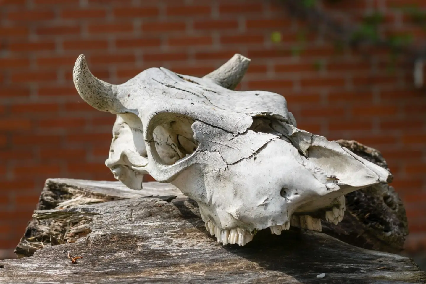 Усть-Каменогорск и ВКО / Сибиреязвенные захоронения в ВКО возьмут на особый контроль