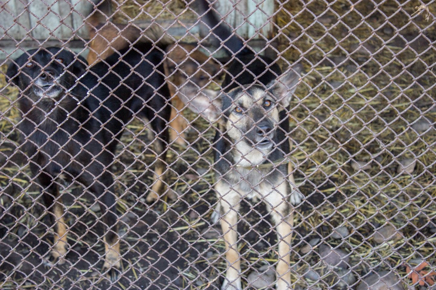 Усть-Каменогорск и ВКО / Өскемендегі қаңғыбас иттерді аулауға 7,5 млн теңге бөлінді