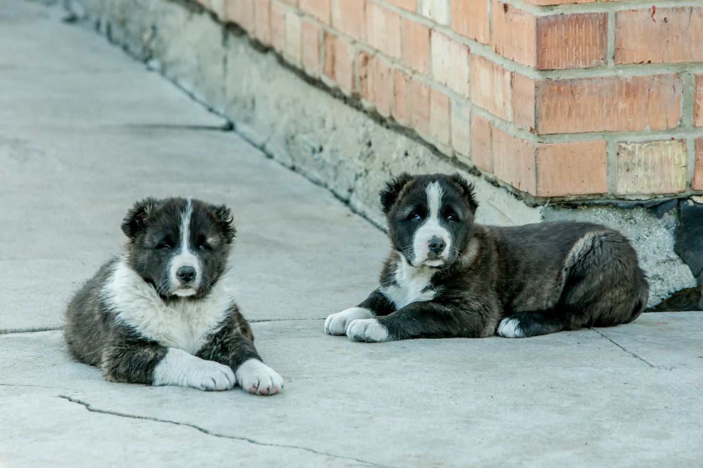 Усть-Каменогорск и ВКО / Усть-Каменогорск / Зооволонтеры Усть-Каменогорска "расследовали" нападение "диких" собак на ребенка