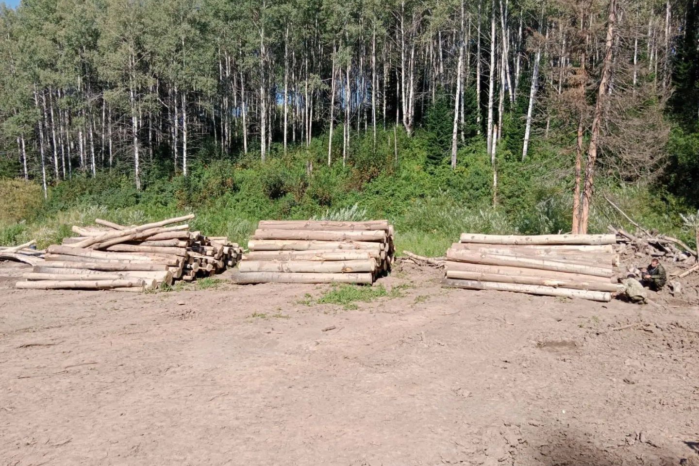 Усть-Каменогорск и ВКО / В Мало-Убинском лесхозе ВКО браконьеры незаконно вырубили 117 осин