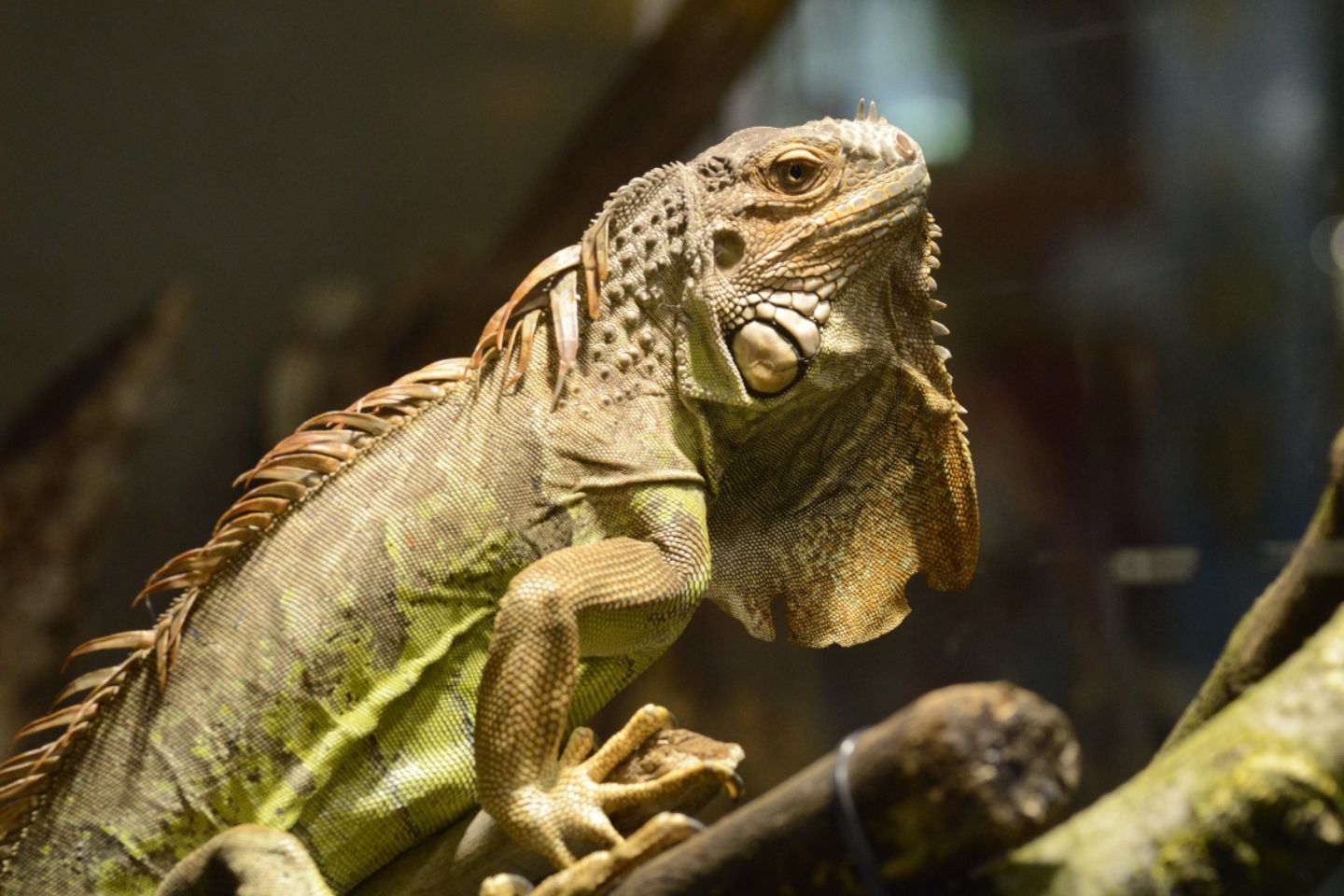 Новости мира / Игуанопад во Флориде: холод "сбивает" рептилий с деревьев