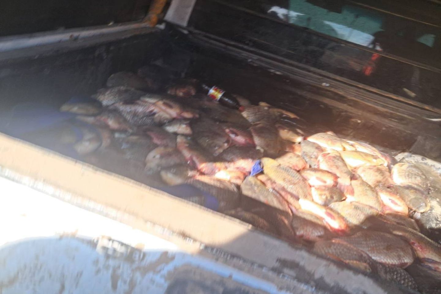 Новости Казахстана / Почти 300 кг рыбы изъяли у браконьеров в Павлодарской области Новости Казахстана / Почти 300 кг рыбы изъяли у браконьеров в Павлодарской области