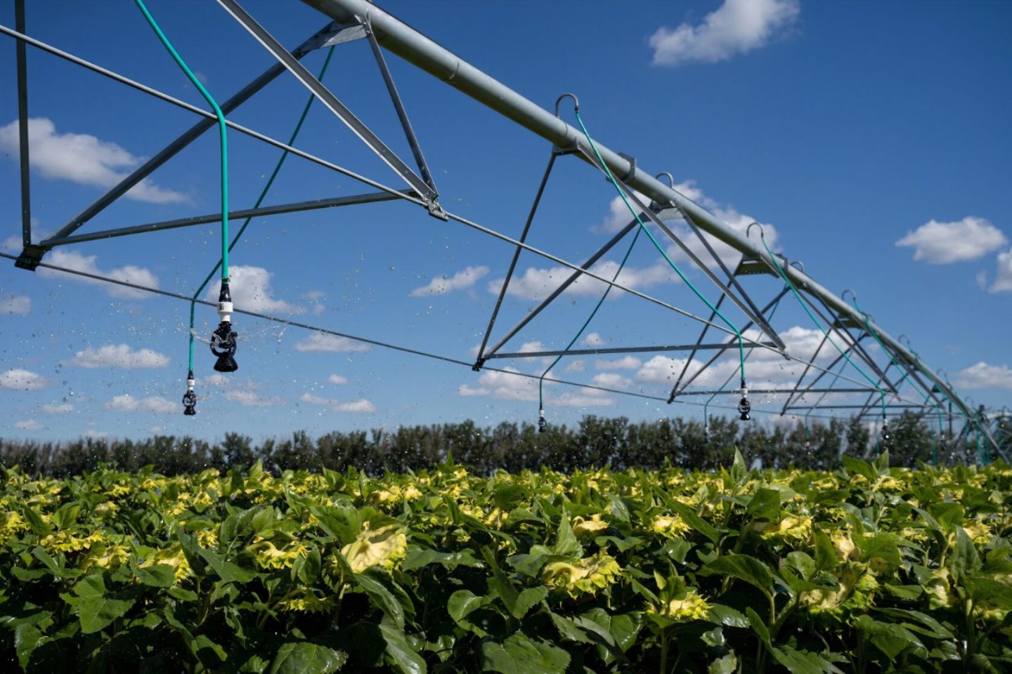 Усть-Каменогорск и ВКО / 19 дождевальных машин, произведенных в ВКО, установят в Тарбагатайском районе