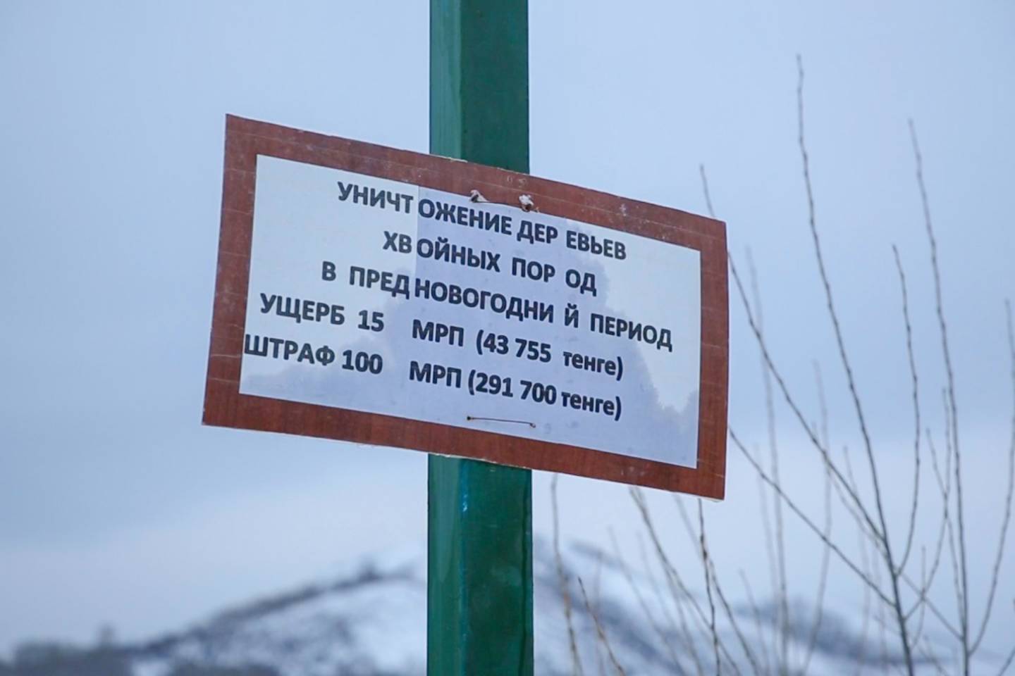 Новости Казахстана / Полиция ВКО усилила контроль за вырубкой хвойных деревьев
