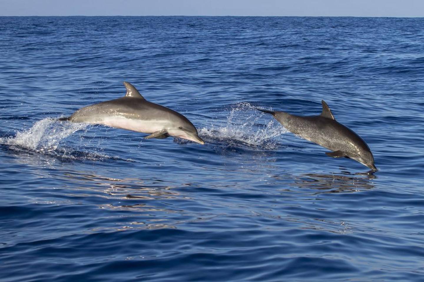 Новости мира / Интересные новости / В одном из городов Японии запрещено купаться из-за нападений дельфинов