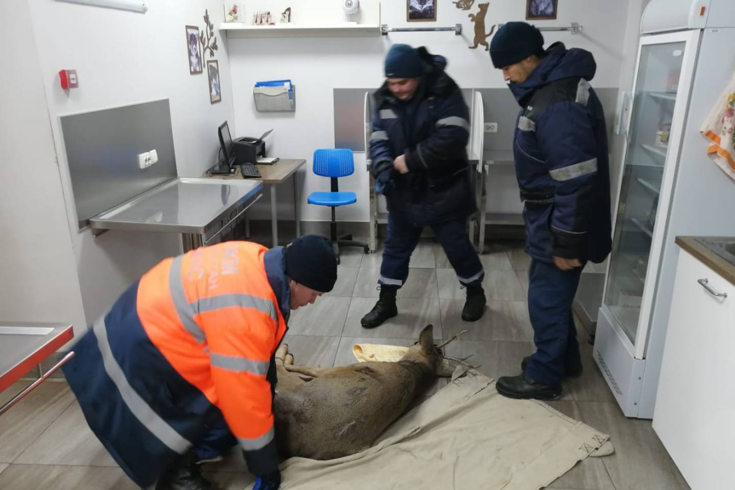 Усть-Каменогорск и ВКО / Полицейские нашли раненную косулю в Усть-Каменогорске