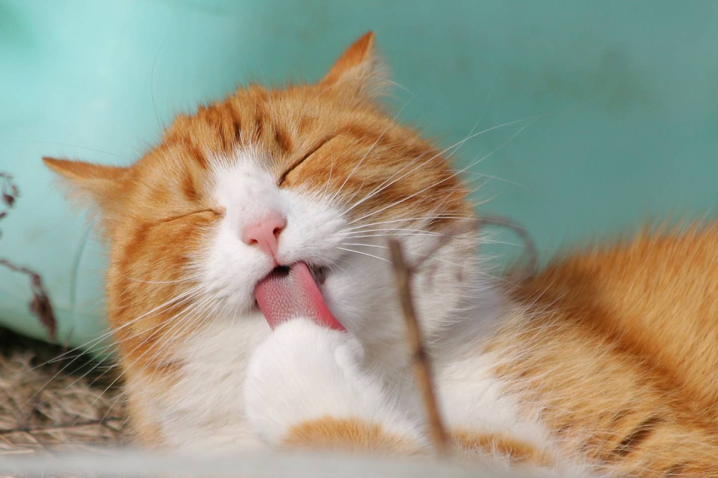Новости мира / Интересные новости / Владельцы кошек реже страдают от инсультов и высокого давления — ученые