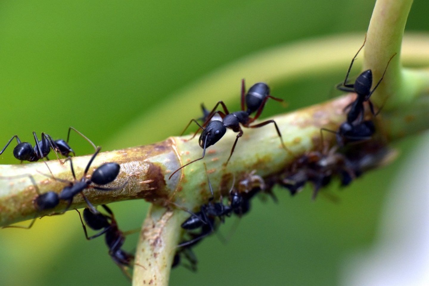 Новости Казахстана / Колония ядовитых муравьев может уничтожить урожай на полях во Франции