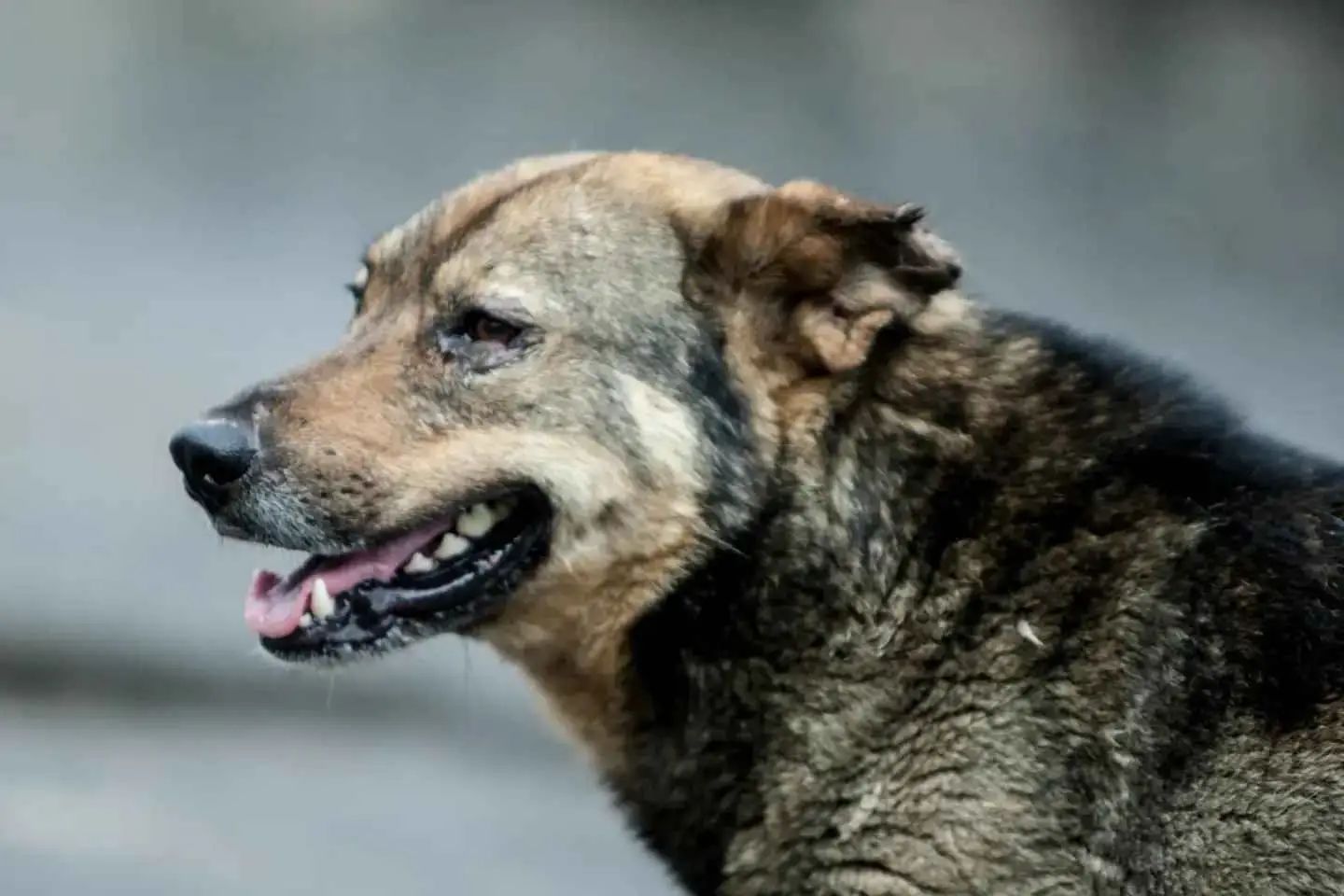 Усть-Каменогорск и ВКО / Усть-Каменогорск / За год в Усть-Каменогорске отловили примерно 2200 бродячих собак