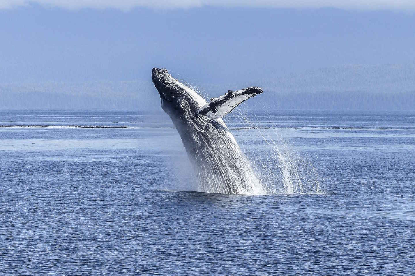 Новости мира / Интересные новости / На Аляске спасли запутавшегося в сетях кита