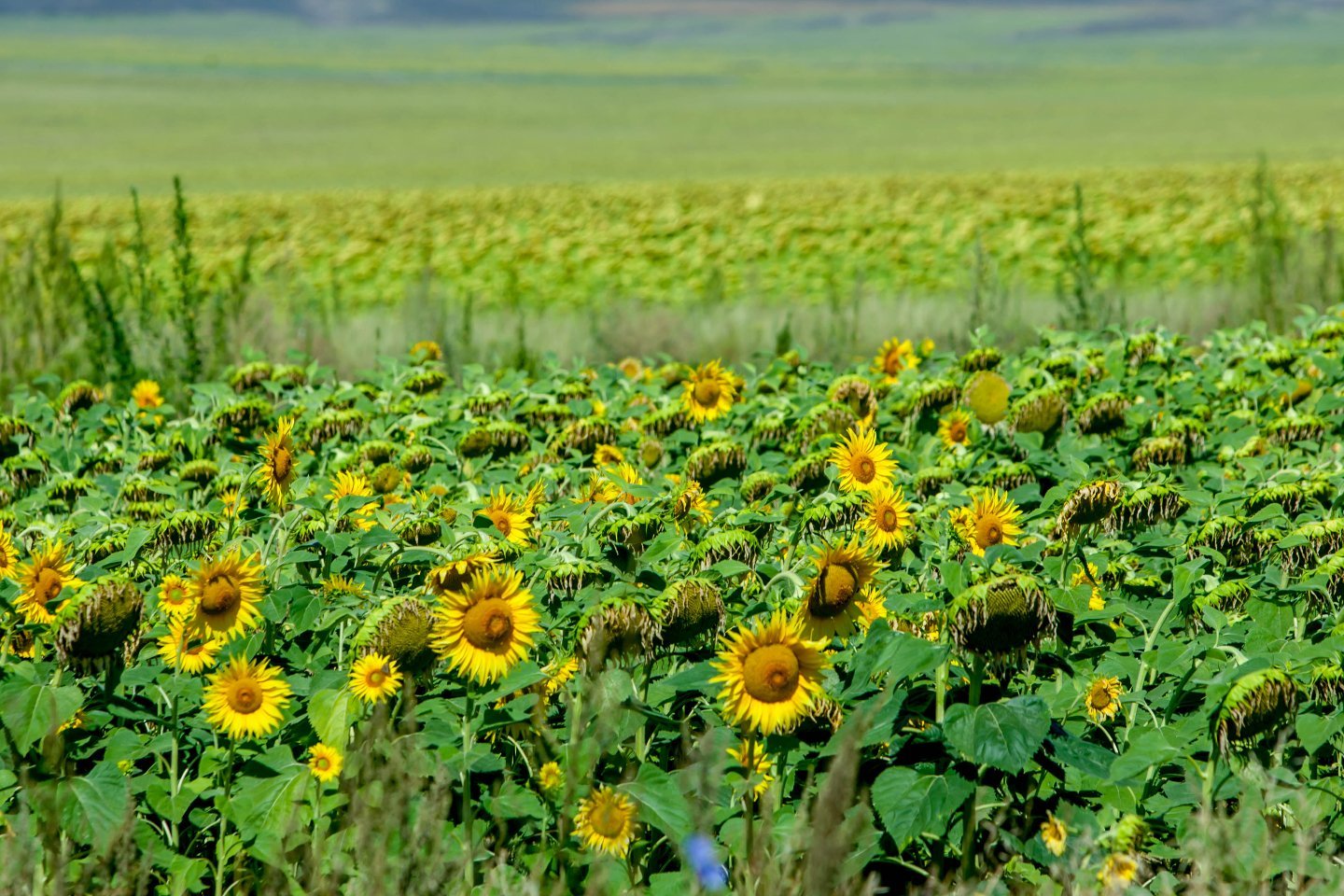 Усть-Каменогорск и ВКО / В этом году в Шемонаихинском районе ожидают отличный урожай подсолнечника