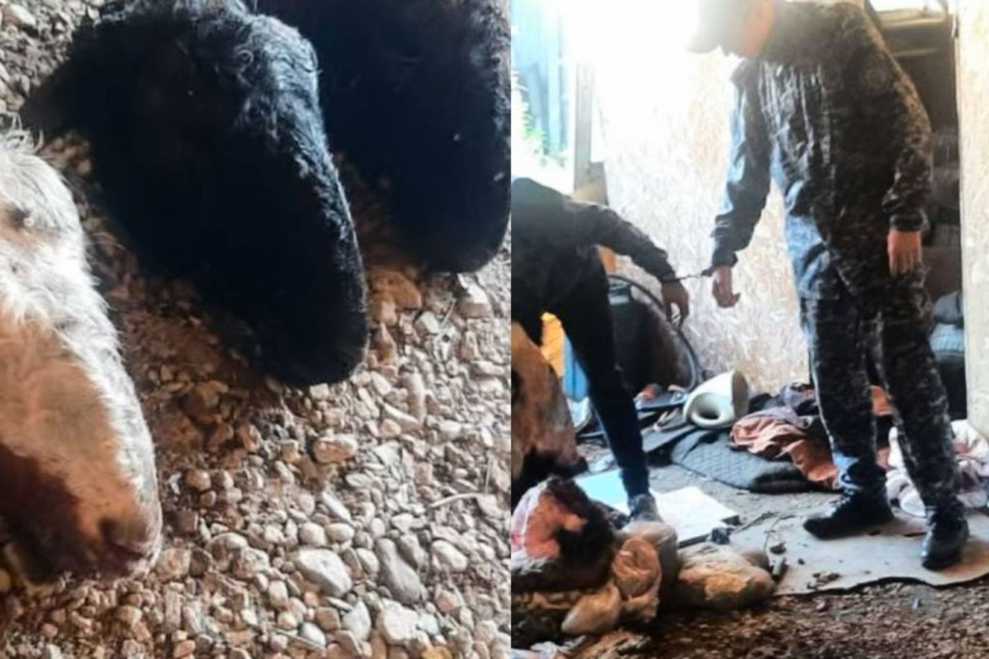 Происшествия в Казахстане и мире / Криминальные новости / Полицейские раскрыли серию краж скота в Риддере и Глубоковском районе Происшествия в Казахстане и мире / Криминальные новости / Полицейские раскрыли серию краж скота в Риддере и Глубоковском районе