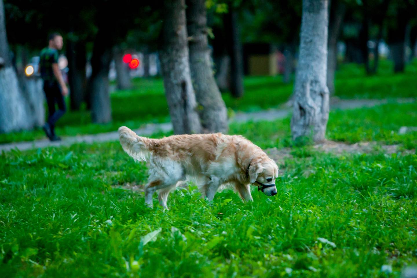 Новости Казахстана / Общество в Казахстане / Усть-Каменогорск заплатит за площадки для выгула собак два с половиной млн тенге