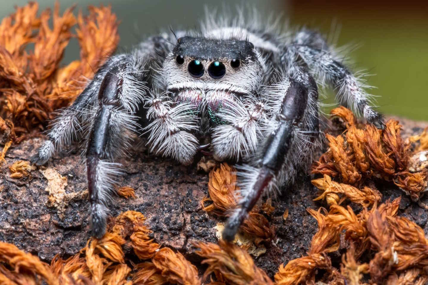 Новости мира / Интересные новости / В Южной Америке обнаружены новые виды тарантулов
