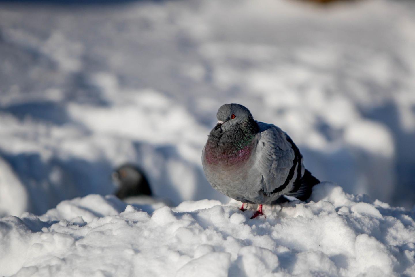 Усть-Каменогорск и ВКО / Ертең ШҚО-да бұрқасын соғып, көктайғақ болады