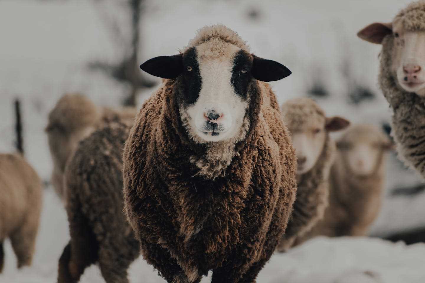 Новости Казахстана / Общество в Казахстане / Теплоизоляционные панели из овечьей шерсти будут делать в Актобе 