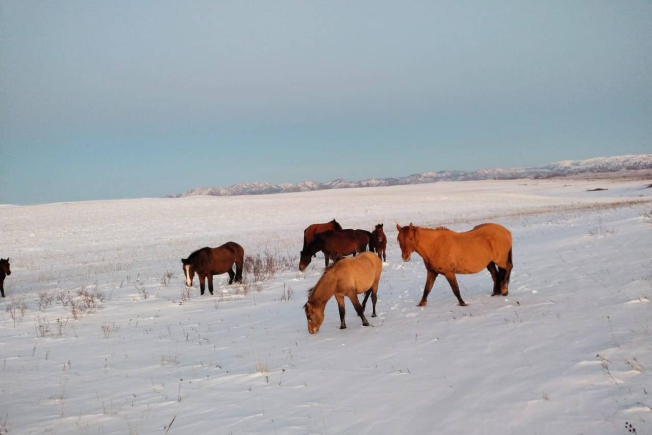 Происшествия в Казахстане и мире / Табун лошадей поместили на штрафстоянку в Усть-Каменогорске