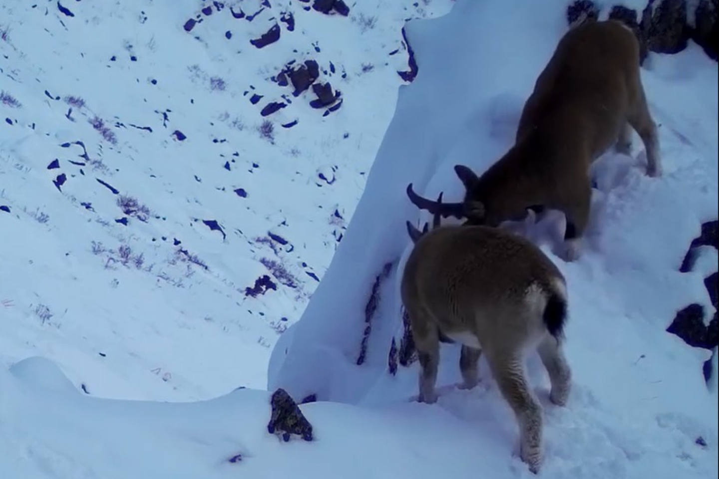 Усть-Каменогорск и ВКО / Почесать рожки о скалы вышли сибирские горные козлы в Восточном Казахстане Усть-Каменогорск и ВКО / Почесать рожки о скалы вышли сибирские горные козлы в Восточном Казахстане